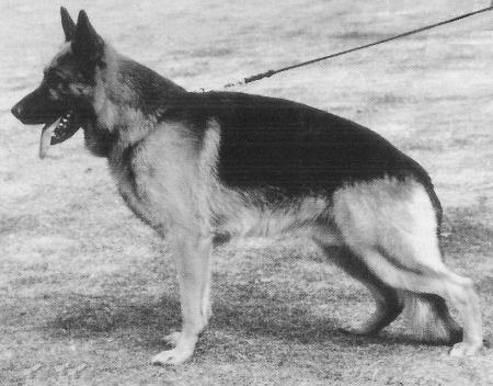 V Int. Champion Rosehurst Chris